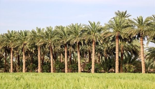 ۷۰ میلیارد تومان مصوبات دولت در اجرا طرح نخلستان بوشهر پرداخت شد