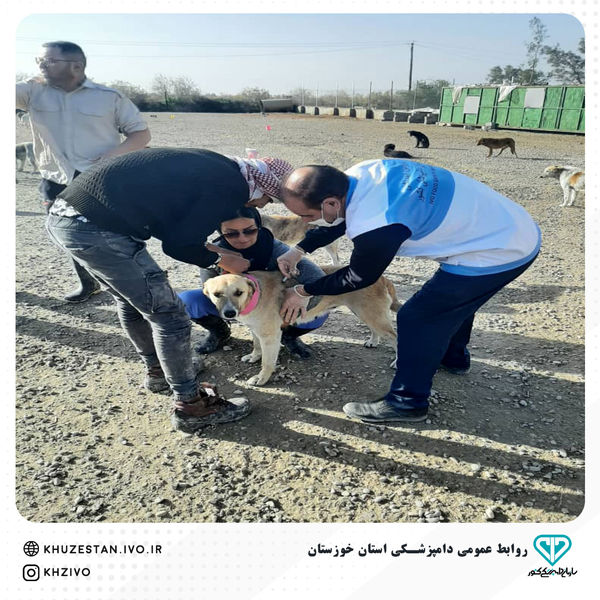 مصدومیت 6 نیروی فنی دامپزشکی بر اثر حمله و گزش سگ