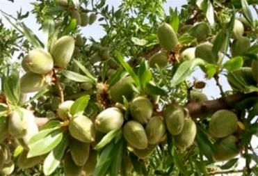 برداشت بادام درختی در شهرستان ارزوئیه