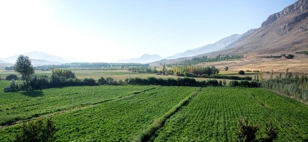 سالیانه ۲۷۰ هزار تن محصولات زراعی در اردستان تولید میشود