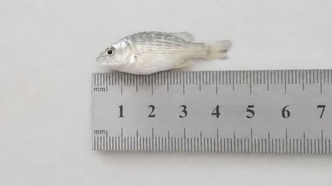 photo28229915871