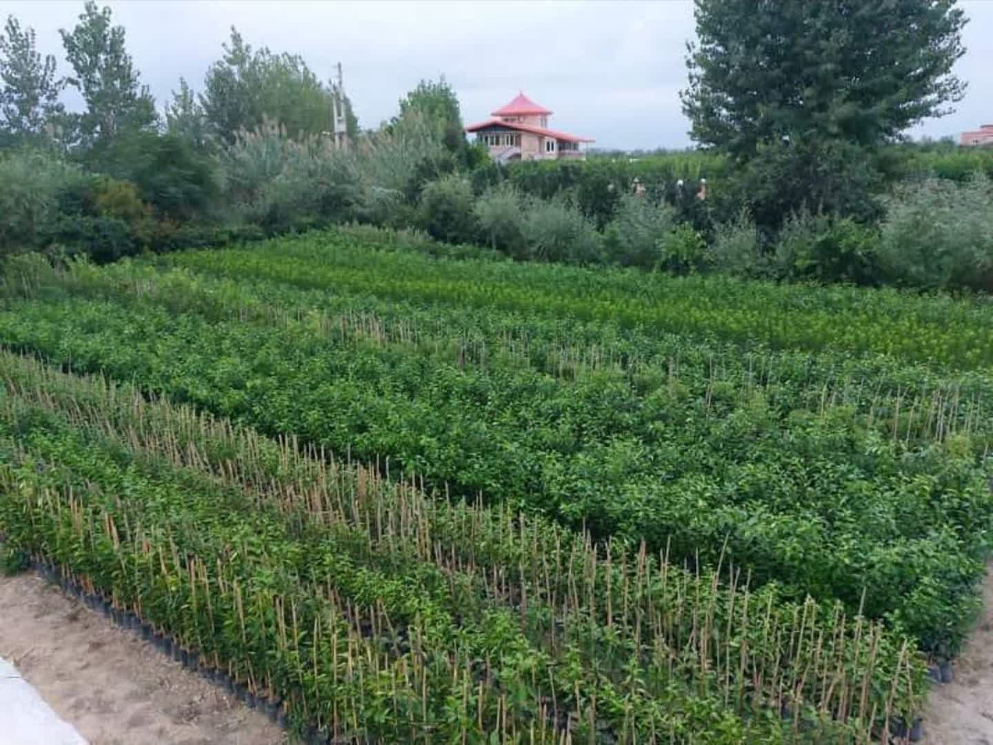 photo29361889746
