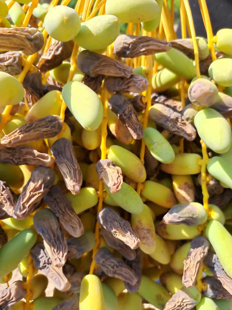 WhatsApp Image 2025-11-28 at 09.36.50_304207a1