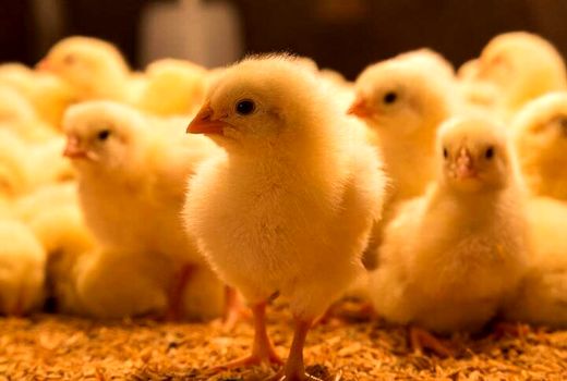 جوجه ریزی در چهارمحال و بختیاری کاهش یافت 