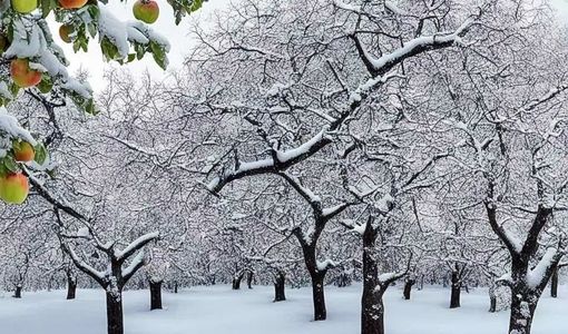 مدیریت زمستانه، پایه تولید سالم و پربازده در باغ‌های میوه