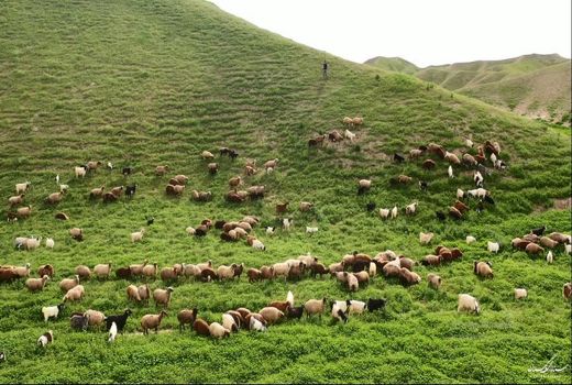 اعلام آخرین مهلت تمدید پروانه چرای دام در چهارمحال و بختیاری 