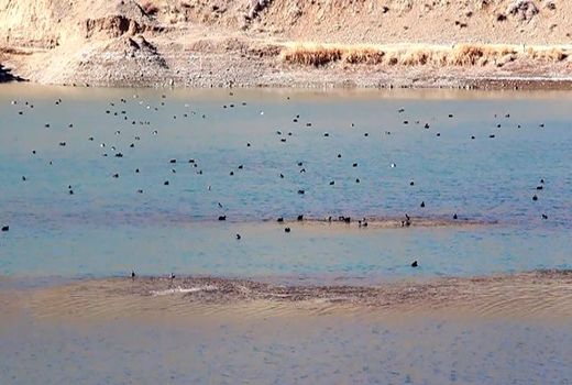 آنفولانزای فوق حاد پرندگان پشت درهای اصفهان