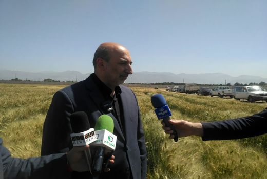 بذرهای اصلاح شده؛ عامل خودکفایی کشور در تولید گندم