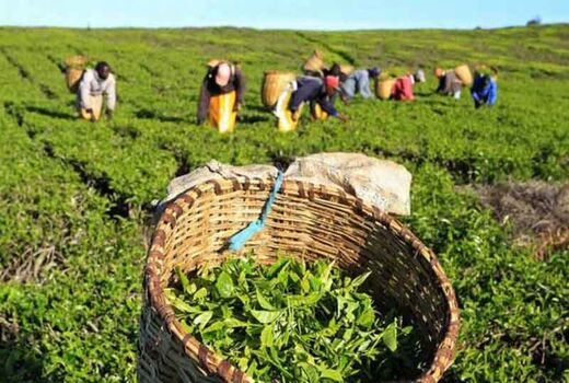 امسال بیش از ۱۴۵ هزار تن برگ سبز چای برداشت می‌شود / صنعت چای در مسیر بازسازی