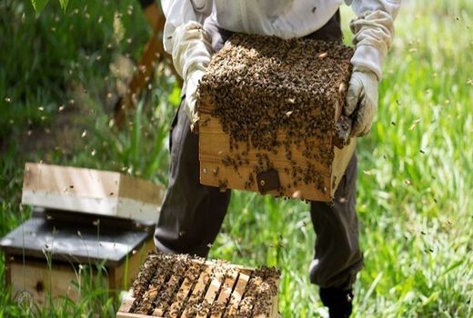 اجرای طرح پایش باقیمانده‌های دارو در عسل از زنبورستان های شهرستان شهربابک 