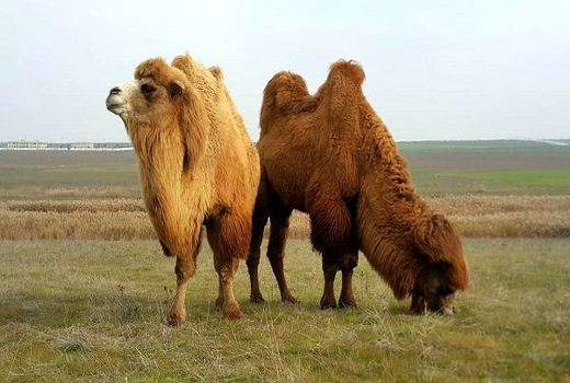 جشنواره شتر دو کوهانه و زندگی عشایری