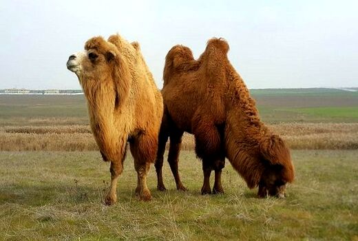 جشنواره شتر دو کوهانه و زندگی عشایری