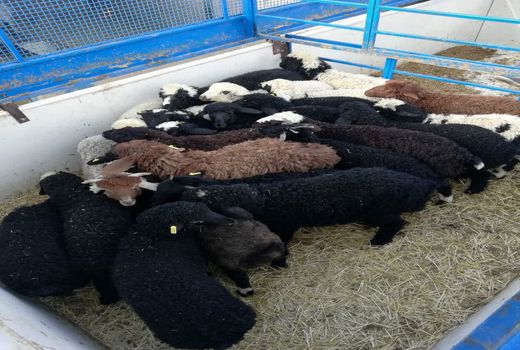 توقیف محموله گوسفند قاچاق در نی‌ریز