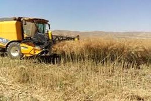 6300 تن گندم مازاد بر مصرف از کشاورزان شاهرودی خریداری شد