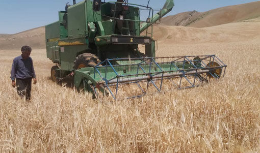 آغاز برداشت محصول گندم و جو در مزارع شهرستان کلیبـر