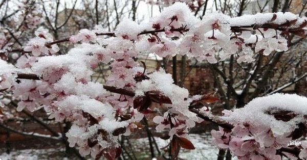 توصیه های سازمان جهاد کشاورزی خراسان شمالی برای مقابله با سرمازدگی
