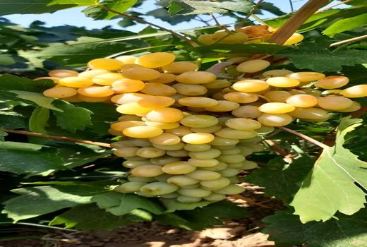 تولید سالانه 140 هزار تن انگور در کردستان