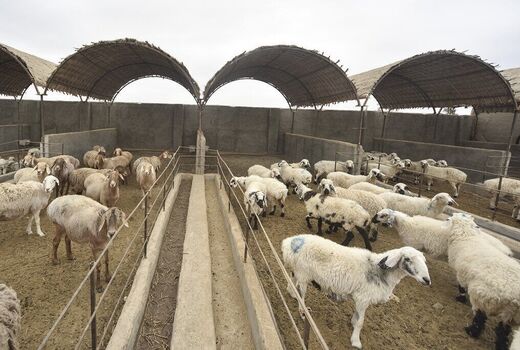 ۱۶۴ میلیارد تومان تسهیلات به بهره برداران دام و طیور استان بوشهر پرداخت شد