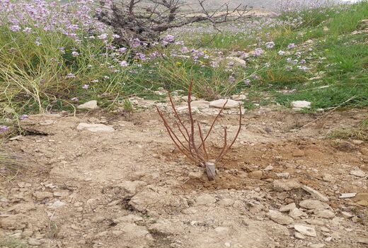 احداث باغ بر انجیر برای نخستین بار در کازرون
