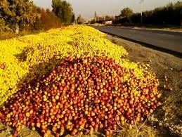 برپایی مراکز خرید سیب صنعتی بدون اخذ مجوز از جهاد کشاورزی در حاشیه جاده ها ممنوع است