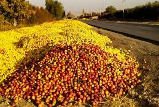 برپایی مراکز خرید سیب صنعتی بدون اخذ مجوز از جهاد کشاورزی در حاشیه جاده ها ممنوع است