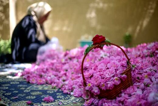 تولید 10 هزار گیلوگرم گل محمدی در بیضا