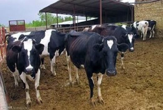 انجام بیش از 5 هزار مورد نمونه برداری جهت پایش بیماری تب مالت در آذربایجان غربی