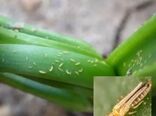  هشدار کارشناس کشاورزی درباره طغیان آفت تریپس پیاز در شرایط گرم و خشک