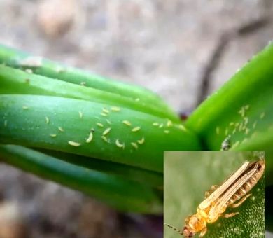  هشدار کارشناس کشاورزی درباره طغیان آفت تریپس پیاز در شرایط گرم و خشک