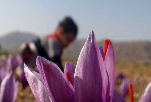 زعفران نگین کیلویی 6 میلیون تومان