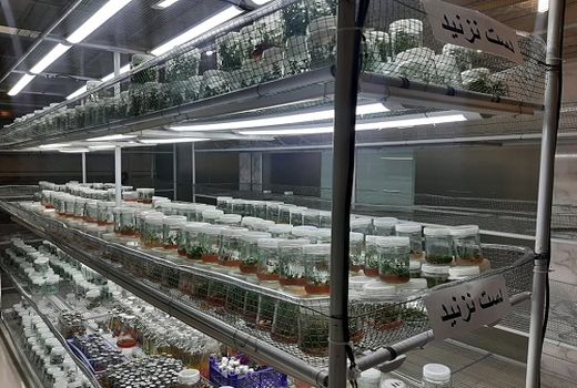  راه اندازی مرکز کشت بافت گیاهی در فیروزآباد