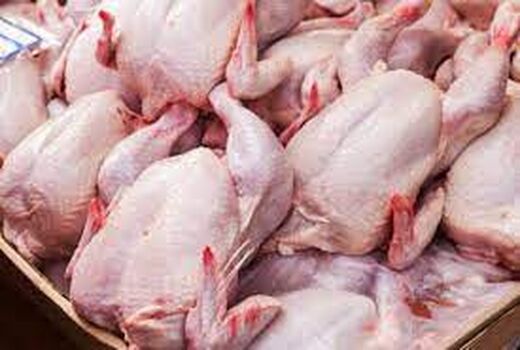 فروکش تب خرید مرغ در اصفهان فروکش کرده 