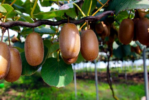 صادرات کیوی از مرز 100 میلیون دلار گذشت