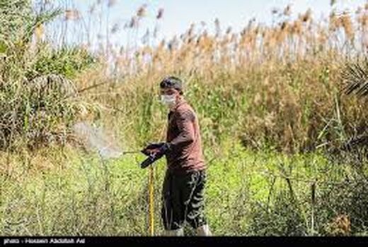 مبارزه با ملخ در 250 هکتار عرصه طبیعی شهرستان جاجرم 