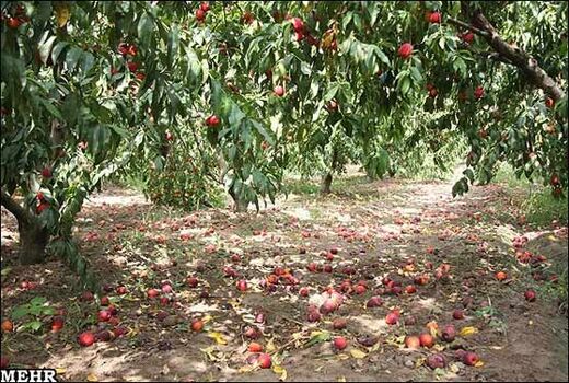 خراسان شمالی ۴۸ هزار و ۴۹۳ هکتار باغ دارد 