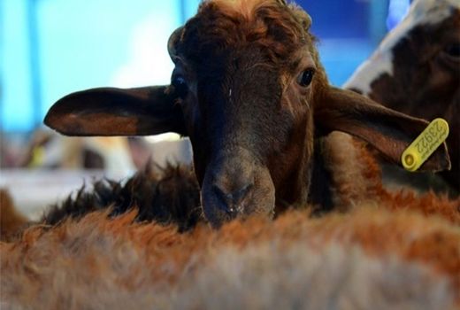 جایگاه اول خراسان رضوی در هویت گذاری دام در کشور