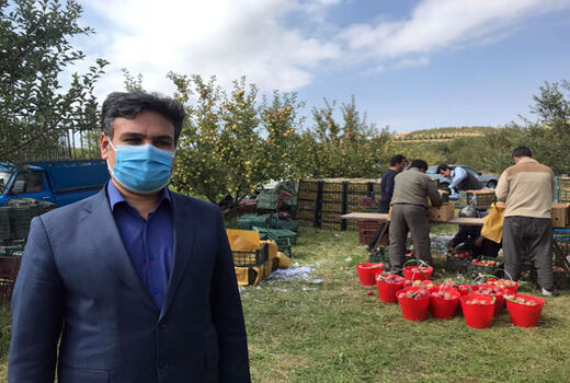  آغاز برداشت سیب از باغات شهرستان مراغه