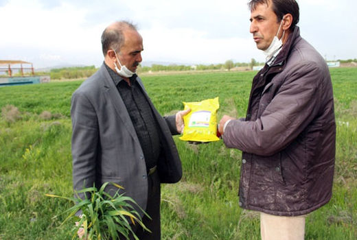 مشاهده آفت زنگ زرد - لکه قهوه ای  و لکه نواری در مزارع گندم و جو در شهرستان مرند 