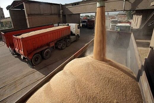  بیش از 1.6 میلیون تن گندم کشاورزان خریداری شد
