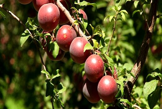 کسب رتبه نمونه ملی در تولید میوه‌های هسته دار توسط باغدار مراغه‌ای 