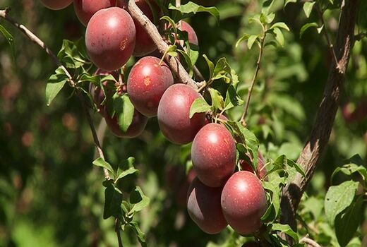 کسب رتبه نمونه ملی در تولید میوه‌های هسته دار توسط باغدار مراغه‌ای 