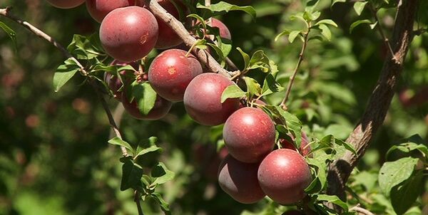 کسب رتبه نمونه ملی در تولید میوه‌های هسته دار توسط باغدار مراغه‌ای 