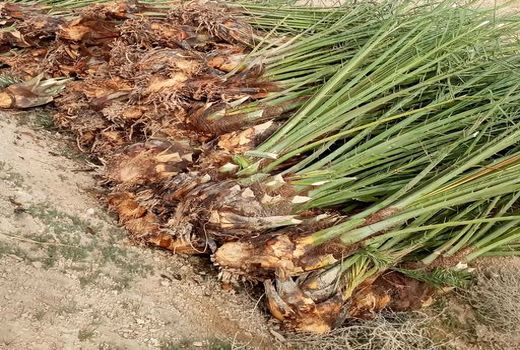 بازدید از پاجوش‌های نخیلات کشت پاییزه در آبادان