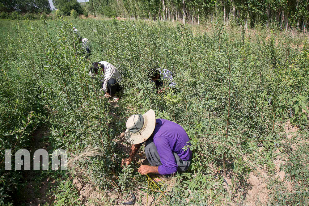 کشاورزی استان زنجان