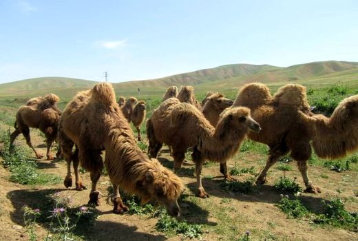 تلاش برای تمدید طرح صیانت از شتر دوکوهانه