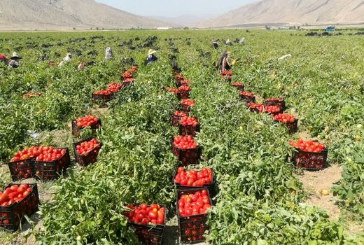 آغاز برداشت گوجه‌فرنگی پاییزه در رونیز استهبان