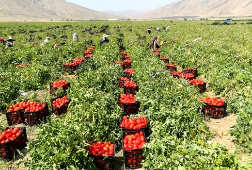 آغاز برداشت گوجه‌فرنگی پاییزه در رونیز استهبان