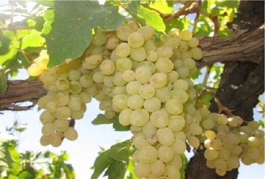 برداشت انگور بیضاء تا آبان‌ماه ادامه دارد