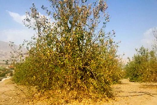 زوال مرکبات تهدیدی برای باغ های قیروکارزین است