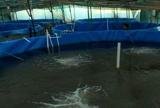 طرح پرورش میگو گلخانه‌ای در استان بوشهر اجرا شد